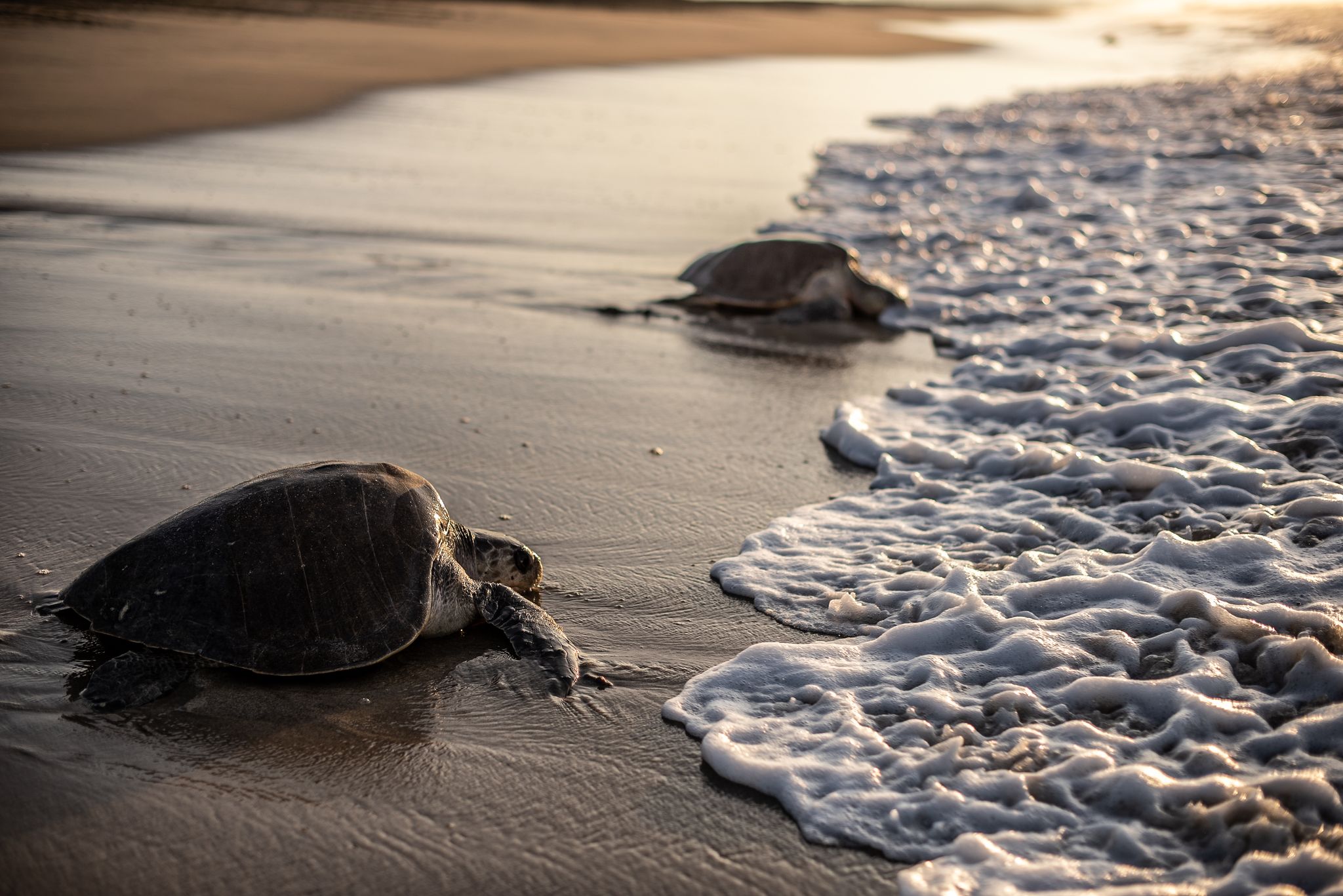 ARCHIVE - Six des sept espèces de tortues de mer, de par le monde, sont désormais classées en danger ou en danger critique d'extinction. Foto: Edgar Santiago García/dpa