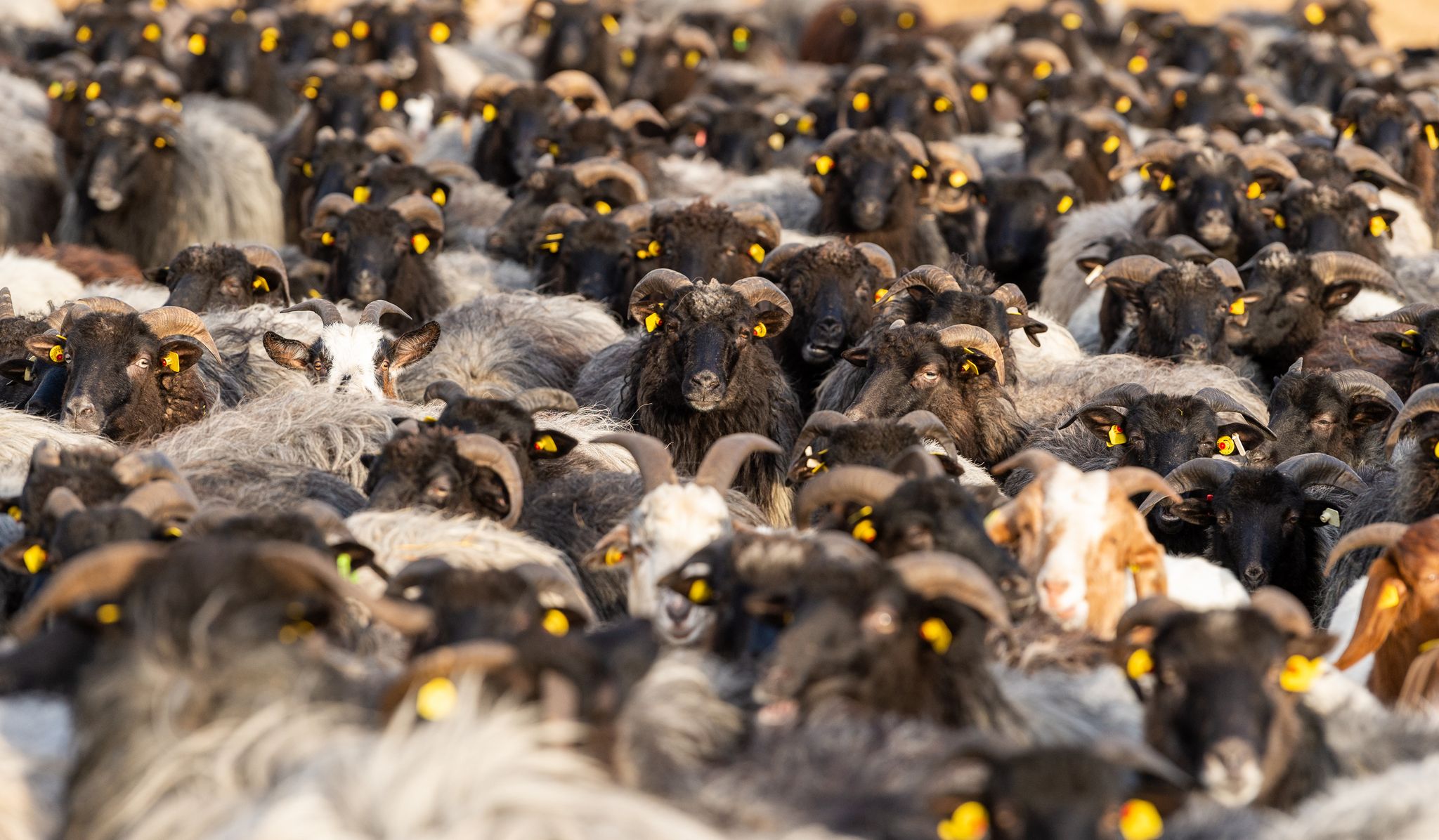 ARCHIVE - La contribution de l'élevage au PIB agricole régional est de 44 pour cent avec une moyenne de plus de 60 millions de têtes de bétail, 400 millions de volailles et 160 millions de petits ruminants. Foto: Philipp Schulze/dpa