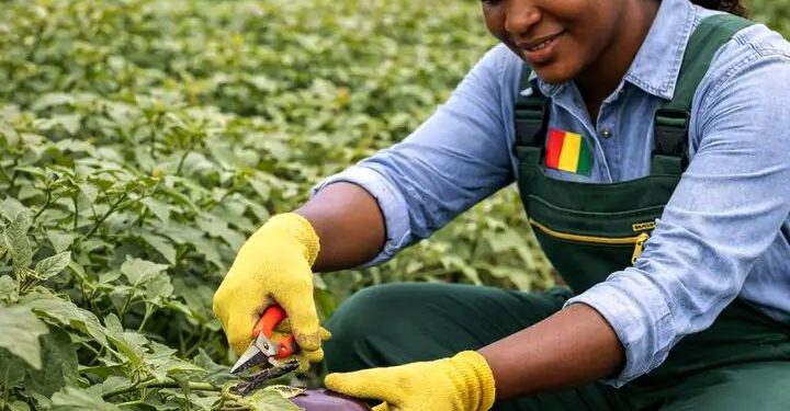 🇬🇳Agriculture et élevage : Une formation pour transformer l’idée en entreprise