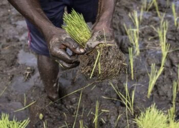 Guinée : Un planteur âgé de 69 ans trouvé mort dans sa plantation. Explications