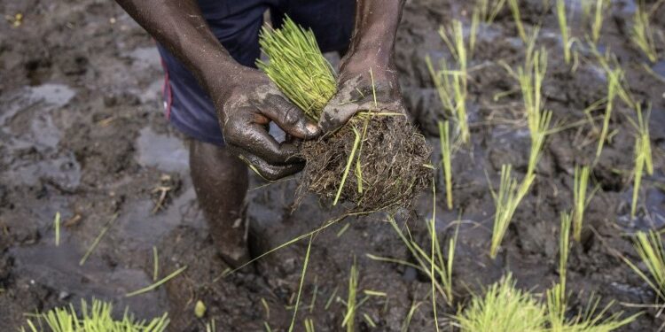 Guinée : Un planteur âgé de 69 ans trouvé mort dans sa plantation. Explications