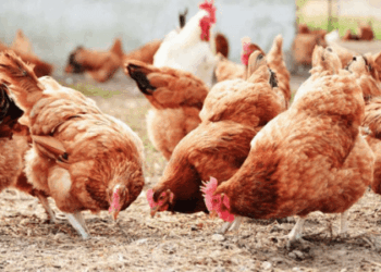 Guinée/Filière Avicole : Tenue de la 5ème session du Comité de Pilotage du Projet d’Établissement des Fondamentaux