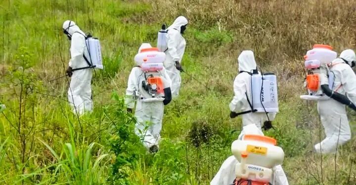 Guinée/Environnement : Lancement de la campagne de lutte contre l&rsquo;infestation de chenilles et de fourmis rouges