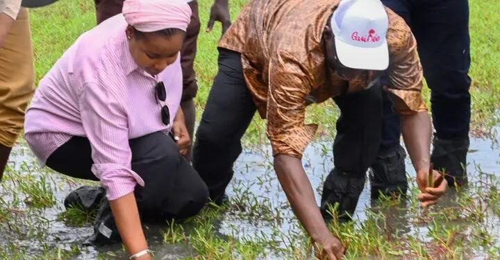 Conakry : La Ministre de l’Environnement, Djami Diallo donne le coup d&rsquo;envoi de la Campagne Nationale de Reboisement 2025.