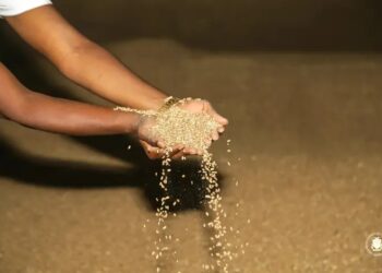 Guinée /Approvisionnement en blé : Le Ministère du Commerce rassure la population