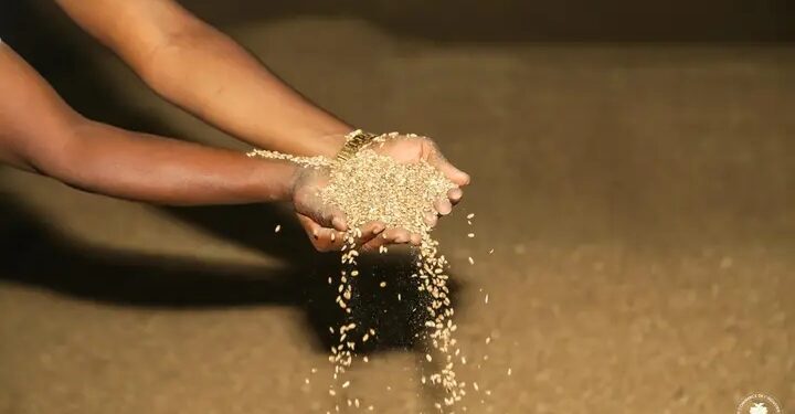 Guinée /Approvisionnement en blé : Le Ministère du Commerce rassure la population