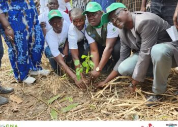 REBOISEMENT 2025 : La Chambre Nationale d’Agriculture apporte son appui à la filière bois à Kissidougou