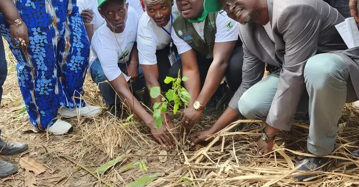 REBOISEMENT 2025 : La Chambre Nationale d’Agriculture apporte son appui à la filière bois à Kissidougou