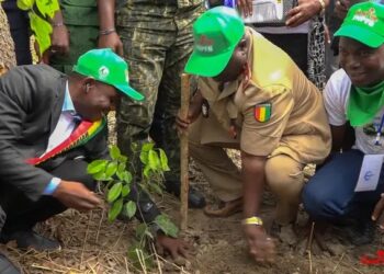 Reboisement 2025 en Guinée : Un engagement national pour restaurer nos forêts