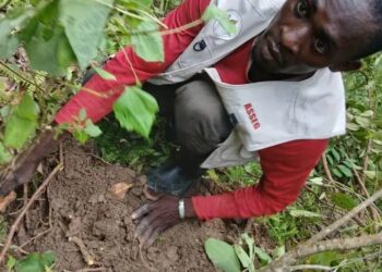 Reboisement en Guinée : 700 plants mis en terre par l’ONG ASSEG pour un avenir durable