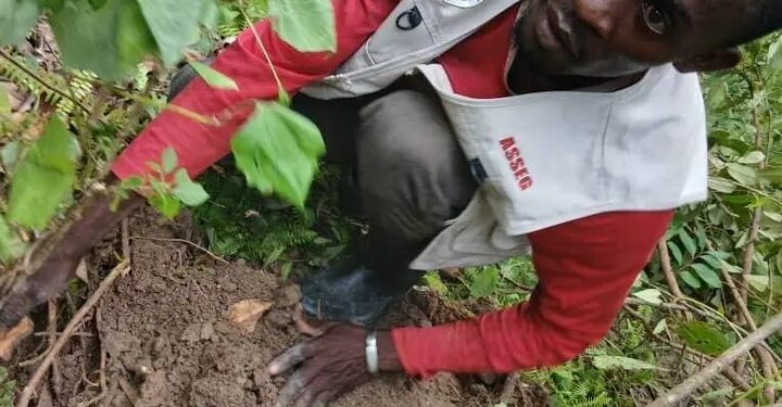 Reboisement en Guinée : 700 plants mis en terre par l’ONG ASSEG pour un avenir durable