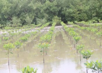 Guinée–Reboisement de la mangrove : Des avancées concrètes qui nourrissent l’espoir