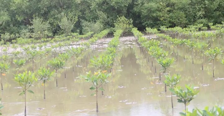 Guinée–Reboisement de la mangrove : Des avancées concrètes qui nourrissent l’espoir