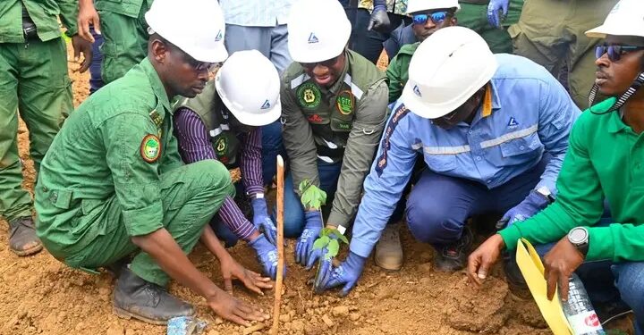 Guinée / Reboisement : Le Secteur Minier engagé pour restaurer 21,45 hectares à Yemberin, Boffa