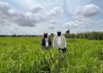 Guinée : Réunion stratégique de finalisation des préparatifs pour la Campagne de Récolte 2025-2026