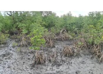 Guinée / Boké-Kamsar : La mangrove, un écosystème en péril