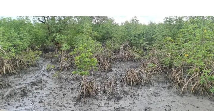 Guinée / Boké-Kamsar : La mangrove, un écosystème en péril