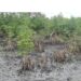 Guinée / Boké-Kamsar : La mangrove, un écosystème en péril