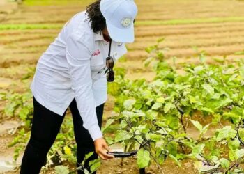 Visite d’un site agricole à N’Zérékoré : Le FODA-Guinée mise sur l’investissement pour une agriculture moderne