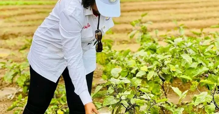 Visite d’un site agricole à N’Zérékoré : Le FODA-Guinée mise sur l’investissement pour une agriculture moderne