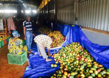 À la conquête du marché guinéen des jus : Sorel Doumbouya, un entrepreneur agro-industriel en pleine ascension