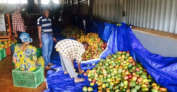 À la conquête du marché guinéen des jus : Sorel Doumbouya, un entrepreneur agro-industriel en pleine ascension