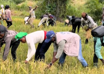 Guinée – Campagne agricole 2025 : Coup d’envoi officiel de la récolte à Guéckédou