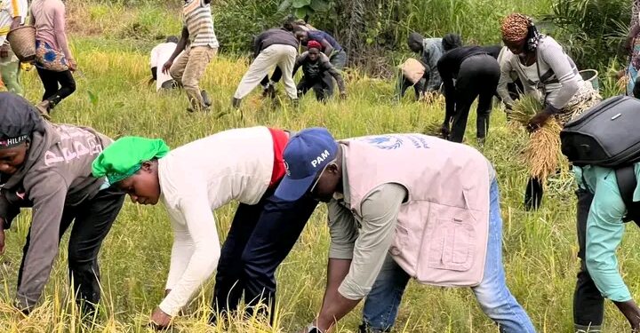 Guinée – Campagne agricole 2025 : Coup d’envoi officiel de la récolte à Guéckédou