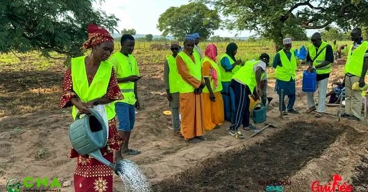 Guinée : La Chambre Nationale d’Agriculture appuie l’innovation paysanne à Koundara