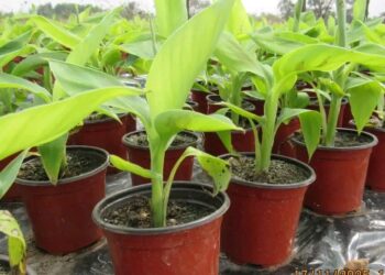 CEFPAD mise sur l’innovation pour une agriculture moderne et rentable en Guinée