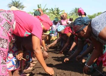 Conakry–Maraîchage : Un levier d’autonomie pour les femmes du delta de Konkouré