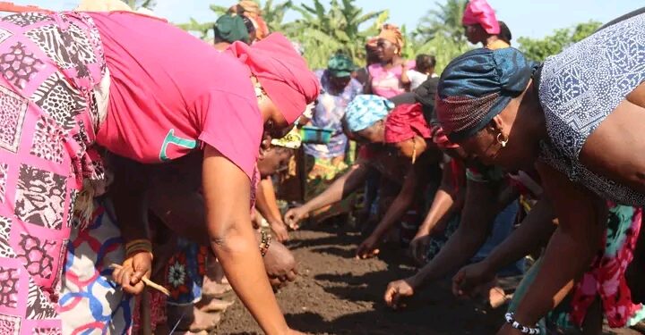 Conakry–Maraîchage : Un levier d’autonomie pour les femmes du delta de Konkouré