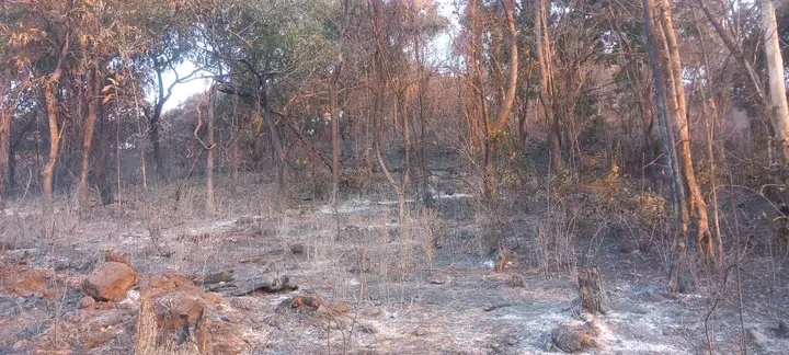 Guinée / Patrimoine forestier : La forêt classée de Thiewel ravagée par les flammes
