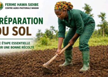 🇬🇳Agriculture : La ferme Hawa Sidibé mise sur la préparation du sol pour booster les rendements