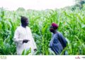 🇬🇳Timbí Madina, carrefour de l’agriculture ouest-africaine