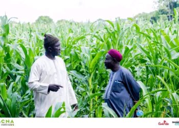 🇬🇳Timbí Madina, carrefour de l’agriculture ouest-africaine