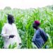 🇬🇳Timbí Madina, carrefour de l’agriculture ouest-africaine