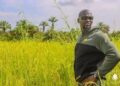 🇬🇳Guinée : Vers la construction de 4 lycées agricoles pour moderniser le secteur primaire
