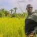 🇬🇳Guinée : Vers la construction de 4 lycées agricoles pour moderniser le secteur primaire