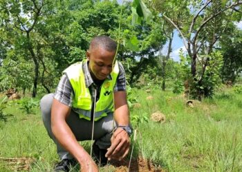 🇬🇳Environnement : Chaque arbre, un capital pour demain