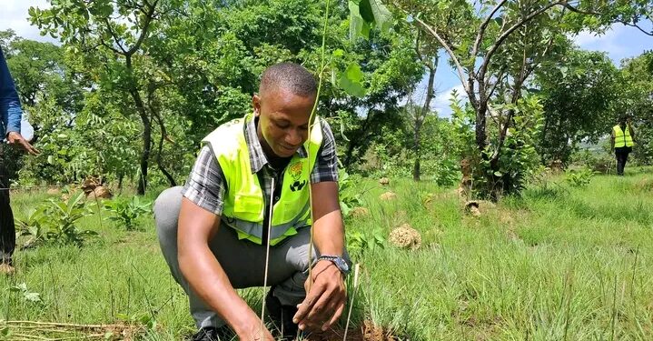 🇬🇳Environnement : Chaque arbre, un capital pour demain