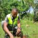 🇬🇳Environnement : Chaque arbre, un capital pour demain