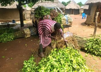 🇬🇳Haute Guinée : AgriFARM renforce l’arboriculture fruitière avec 19 000 plants d’orangers améliorés
