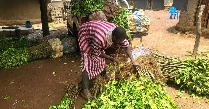 🇬🇳Haute Guinée : AgriFARM renforce l’arboriculture fruitière avec 19 000 plants d’orangers améliorés