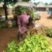 🇬🇳Haute Guinée : AgriFARM renforce l’arboriculture fruitière avec 19 000 plants d’orangers améliorés