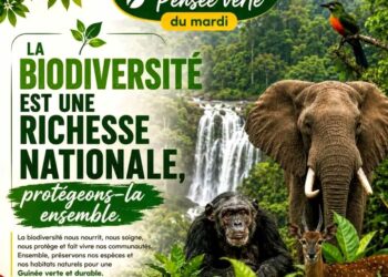 🇬🇳Direction nationale des Forêts : La biodiversité, un trésor national à préserver