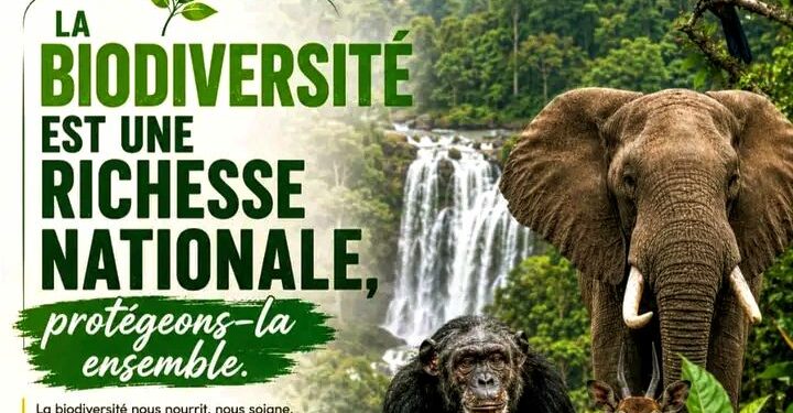 🇬🇳Direction nationale des Forêts : La biodiversité, un trésor national à préserver