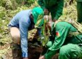 🇬🇳Beyla : lancement officiel des activités de reboisement à Niosomoridou