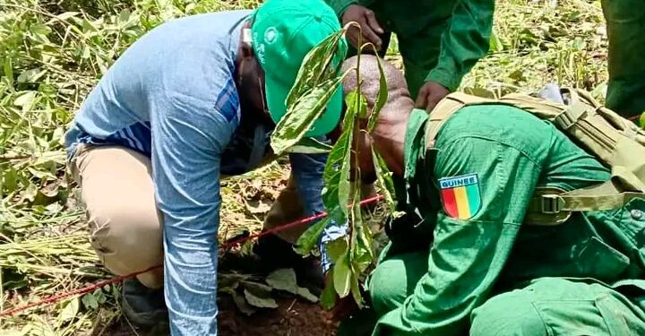 🇬🇳Beyla : lancement officiel des activités de reboisement à Niosomoridou