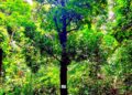 🇬🇳ENVIRONNEMENT : Le mangoustanier, un arbre fruitier à valoriser et à protéger